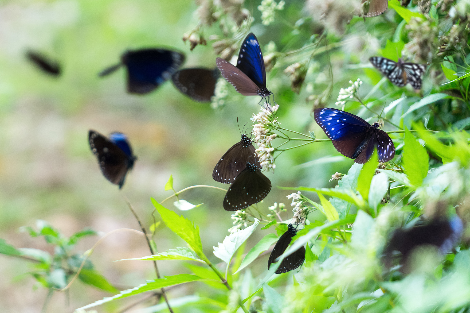 О тайваньских бабочках