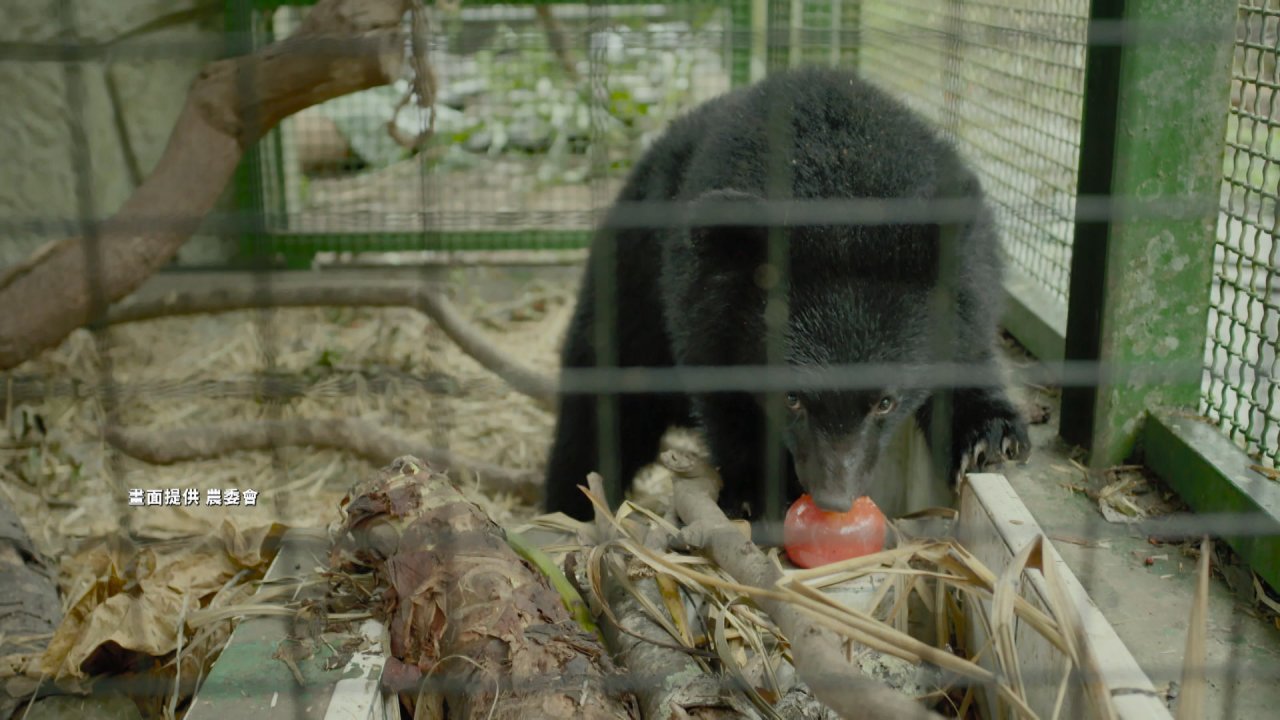 Спасённый в горах формозский чёрный медвежонок будет выпущен в дикую природу