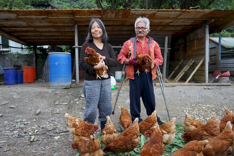 На Тайване куры-несушки стали животными-компаньонами для пожилых