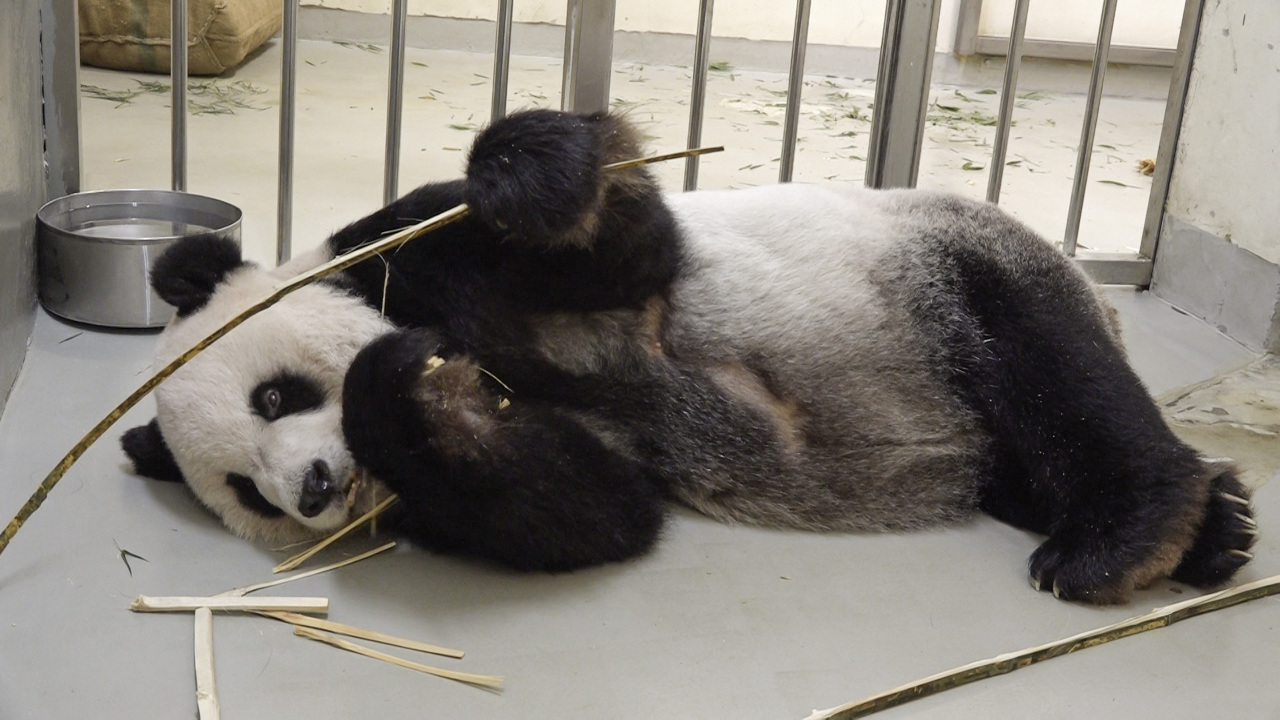 На Тайвань прибудут эксперты из Китая для осмотра панды Туань-туаня
