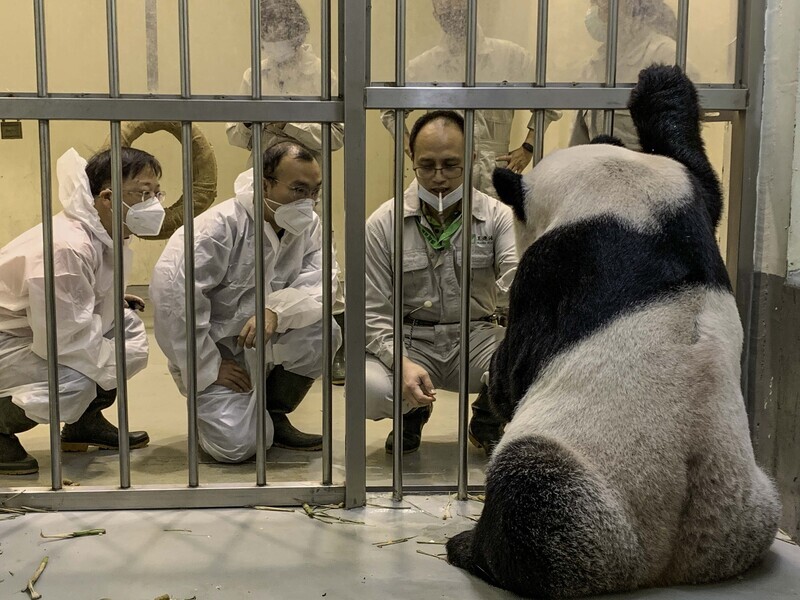 На Тайвань прибыли эксперты из Китая для осмотра панды Туань-туаня