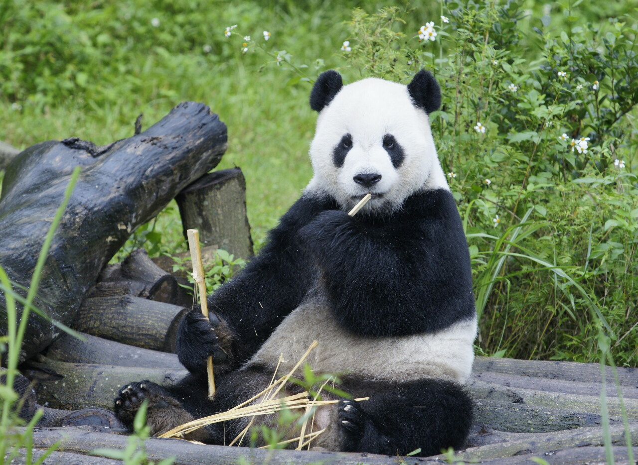 Умер панда Туань-туань
