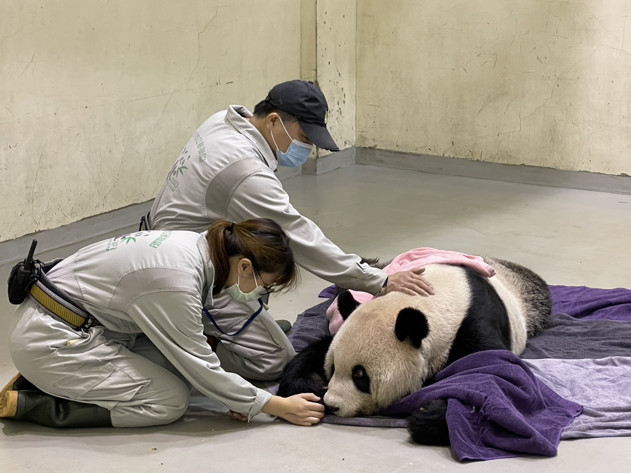 Умер панда Туань-туань - его усыпили после продолжительной болезни.