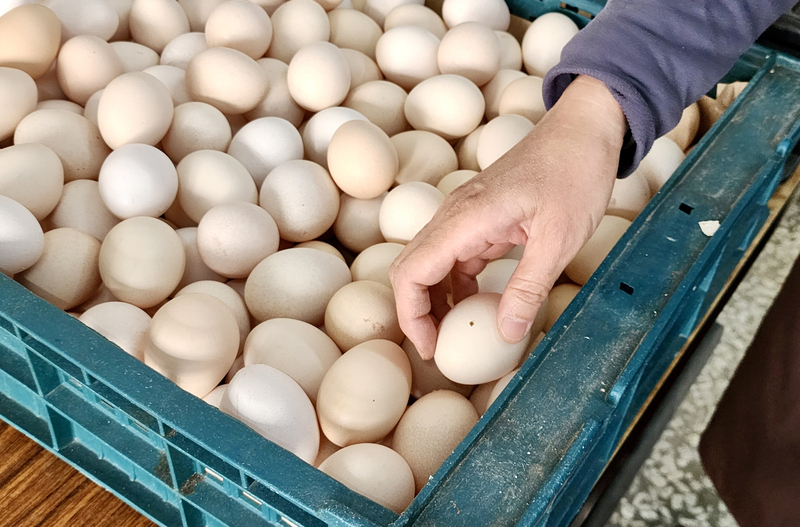 Тайваньские птицеводы выступают против заморозки цен на куриные яйца