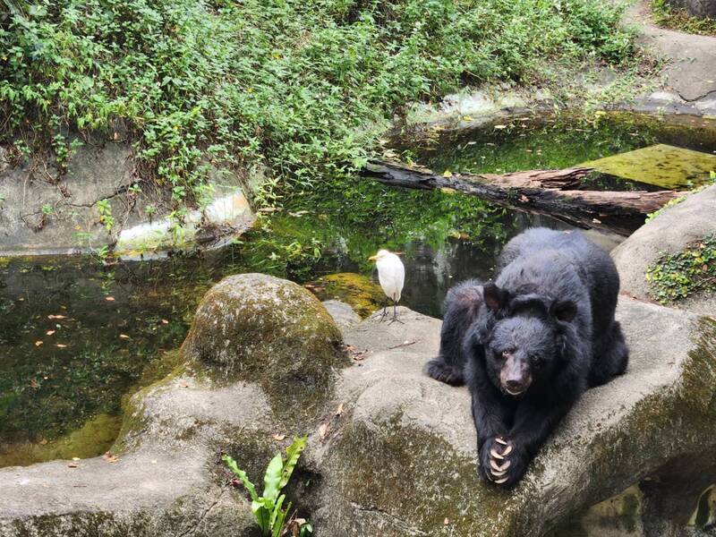В Тайбэйском зоопарке усыпили пожилого медведя